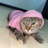 Martabak's profile picture