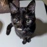 ねこキャット_222 profil fotoğrafı