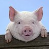 Profilbild von Jeilt