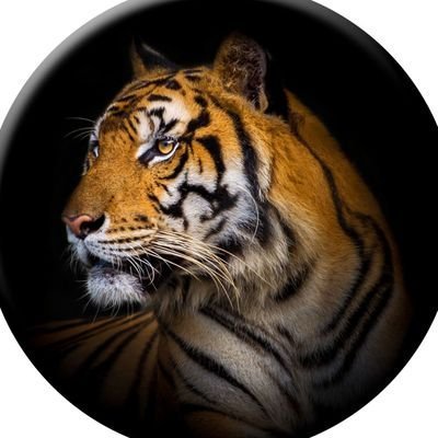 TIGER 🇮🇷's profile picture