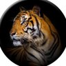 Profilbild von TIGER