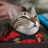 🔴⚫️🦁 的头像