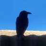 AlienLifeForm's profile picture