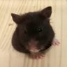 ぽんた profil fotoğrafı