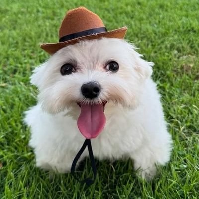 d4rkwinged's profile picture