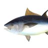 atun 的头像