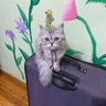 بكيزة الدرملي بنت الأصول 🐈😻 profil fotoğrafı