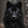 WOLF's profile picture