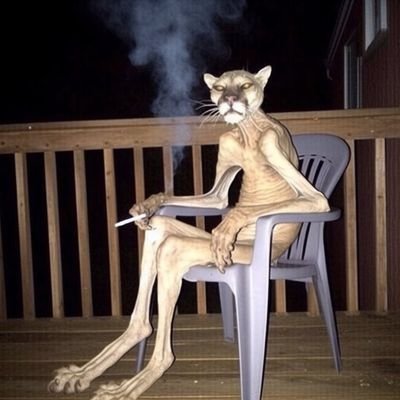 L_upic's profile picture