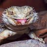Loki the Lizard profil fotoğrafı