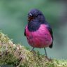 Yvonne Simpson profil fotoğrafı