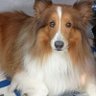 Фото профиля Robbie, the best dog ever.
