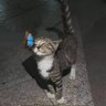 aisupremacy profil fotoğrafı