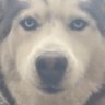 Bradley B. Smith's profile picture