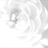 dangrunz55's profile picture