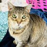 Profilbild von Silver's 2nd Chance 501c3 Charity Cat Rescue🐾