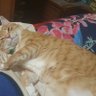 catdoger2's profile picture