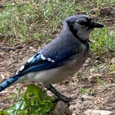 IsaacDovere's profile picture