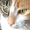 calicogoober's profile picture