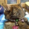 Фото профиля みる猫ママ