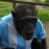 Podridodido's profile picture