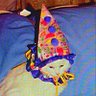 Clown Cat 🐱🎈's profile picture