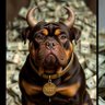 Crypto Bulldog 的头像