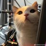 Фото профиля Just-a-goldfish
