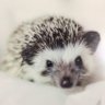 Profilbild von ごん