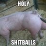 Shitball's profile picture