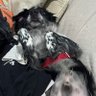 JUJUJU ANI profil fotoğrafı