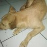 atmaja's profile picture