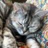 ぱっちり profil fotoğrafı