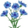 Profilbild von Taralindigo