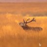 Фото профиля Jock_Joan