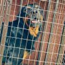 Profilbild von Perry_kennel
