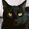 Michelino profil fotoğrafı