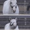 孤独生活(競馬初心者) profil fotoğrafı
