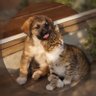 bozetan999 profil fotoğrafı