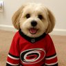 Catbyrd52's profile picture