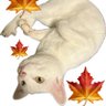 Profilbild von アキにゃーにゃ🐈