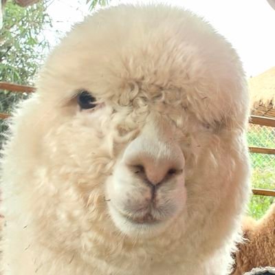 Bameeee's profile picture
