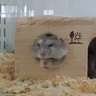 もち's profile picture
