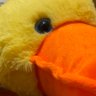 Profilbild von brain