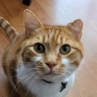 Sagan's profile picture