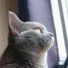 Profilbild von Koki_