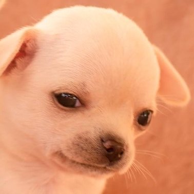 TheRealZlosu's profile picture