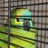 白熊 profil fotoğrafı