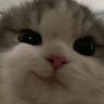 Profilbild von Raemond