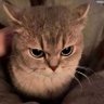 ᥫ᭡ profil fotoğrafı
